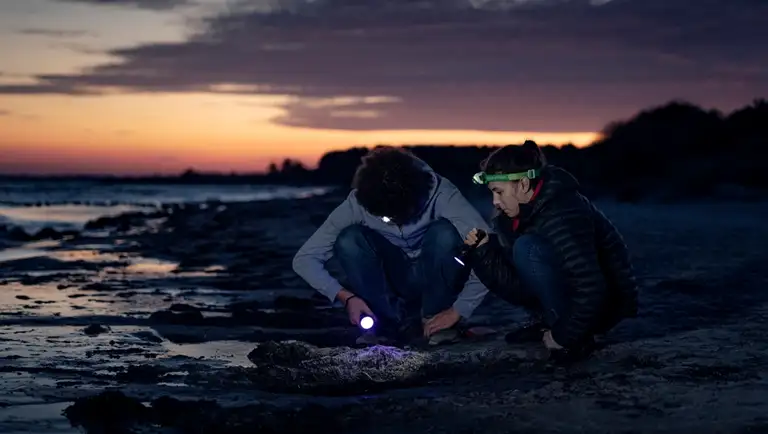 Personer på ravjagt