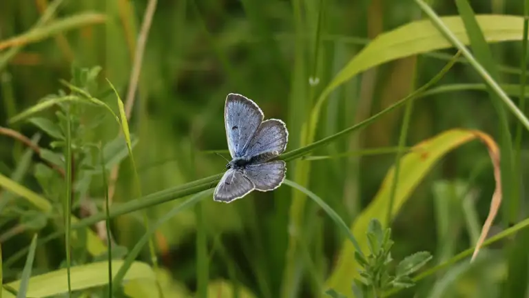Billede af en blå sommerfugl på et græsstrå