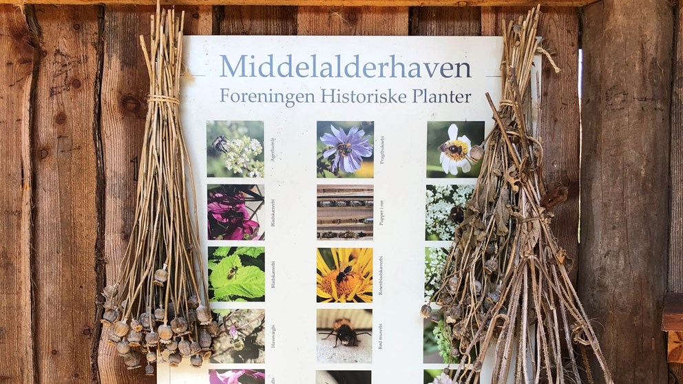 Tørrede blomster i Middelalderhaven på Møn