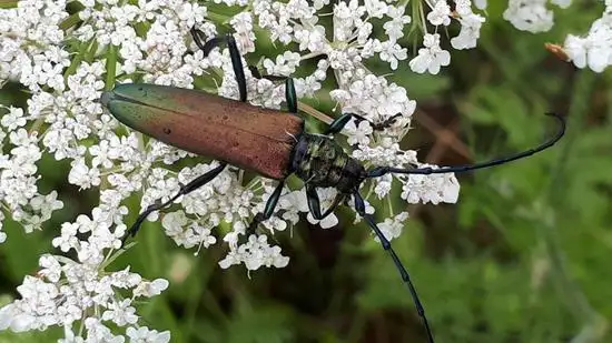 Moskusbusk med insekt