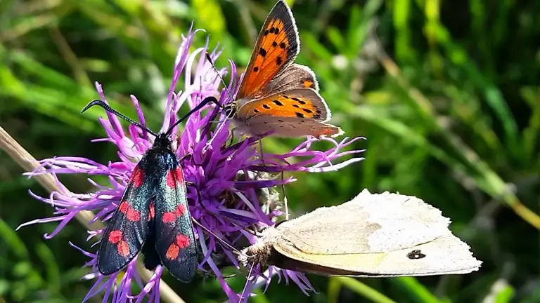 Tre forskellige sommerfugle på en lyse-lilla blomst