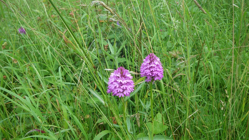 To horndrager på møn  