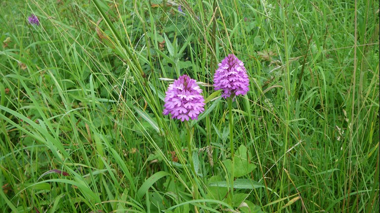 To horndrager på møn  