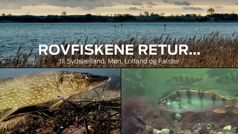 Rovfisk i sydsjællandske farvande