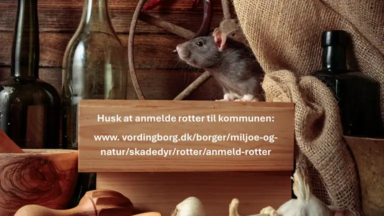 Billede af en rotte i et spisekammer med grafisk tekst om at huske at anmelde rotter