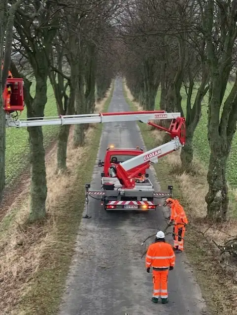 Tre mænd arbejder med at beskære vejtræer på en vej med en allé af træer