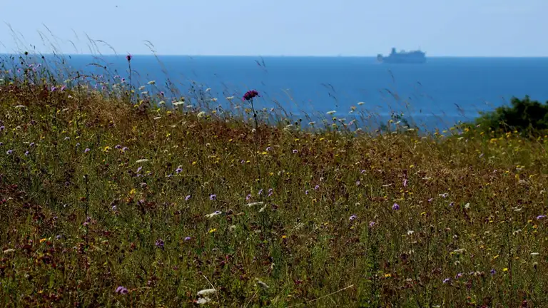 Vilde blomster med udsigt til Østersøen