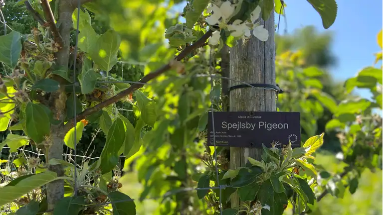 Æbletræ Spejlsby Pigeon