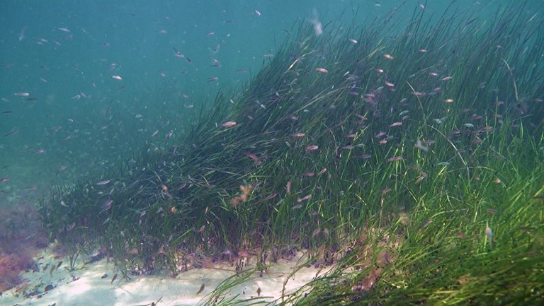 Hårbølle Snorkling På havets bund ålegræs og stem er toplettede kutlinger