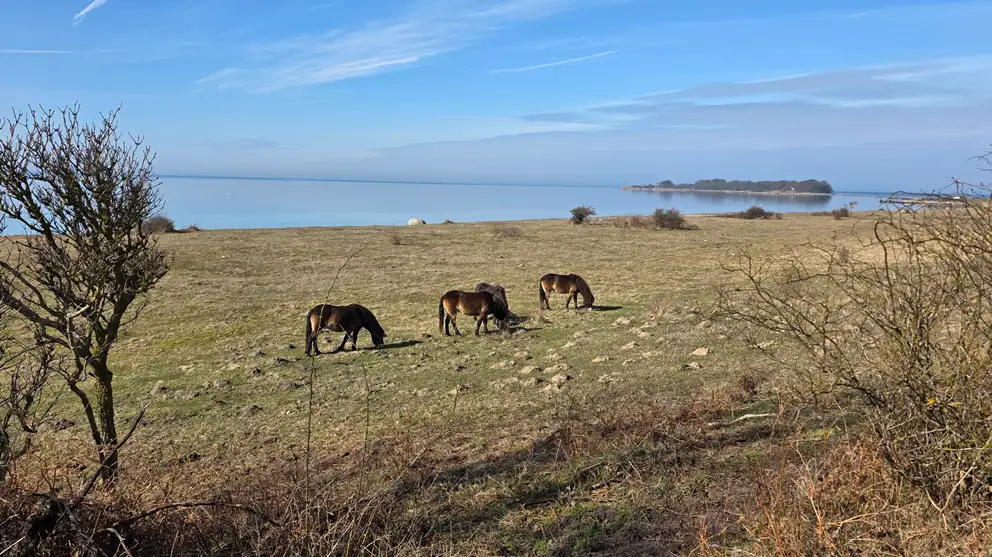 Exmoor-ponyer på Knudshoved Odde